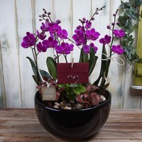 만천홍 3호 상품이미지