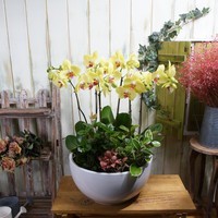 호접란(옐로우) 3호 상품이미지