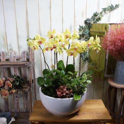 호접란(옐로우) 3호