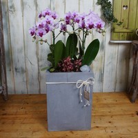 호접란 2호 상품이미지