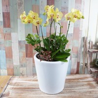 호접란(옐로우) 2호 상품이미지