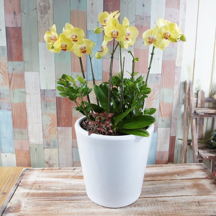 호접란(옐로우) 2호