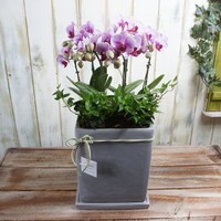 호접란 4호 상품이미지