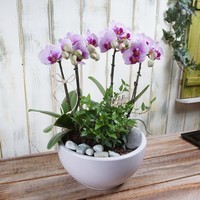 호접란 3호 상품이미지