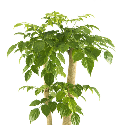 녹보수 A형