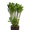 황금죽 B형