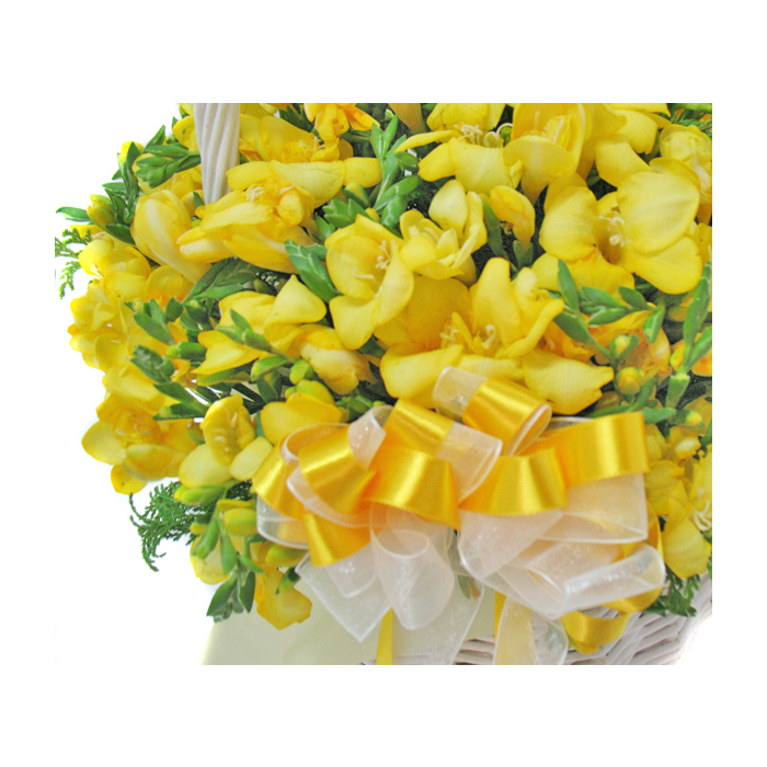 프리지아꽃바구니