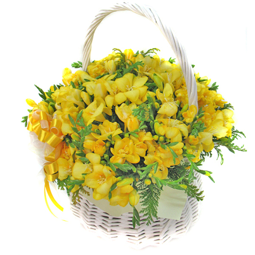 프리지아꽃바구니