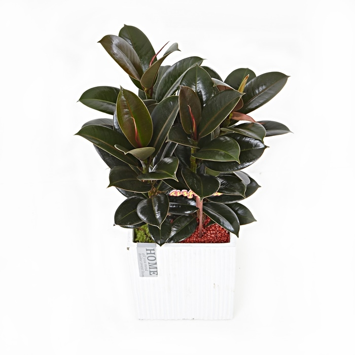 멜라닌고무나무(시멘)