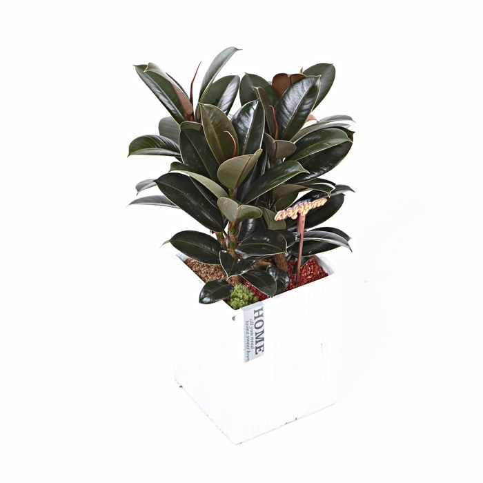 멜라닌고무나무(시멘)