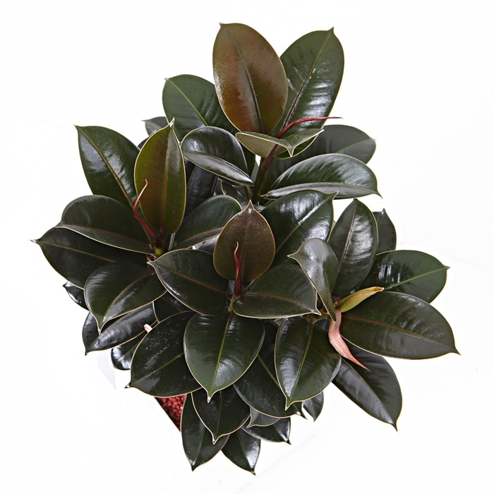 멜라닌고무나무(시멘)