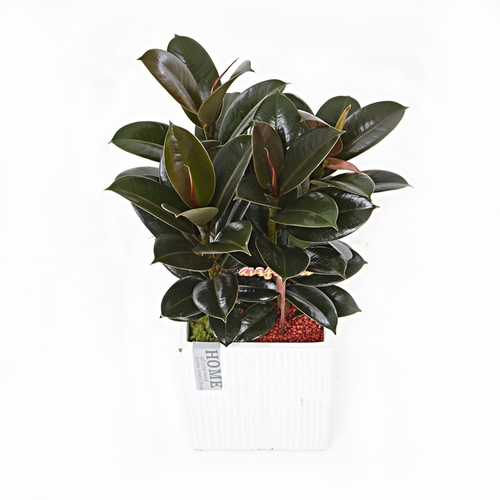 멜라닌고무나무(시멘)