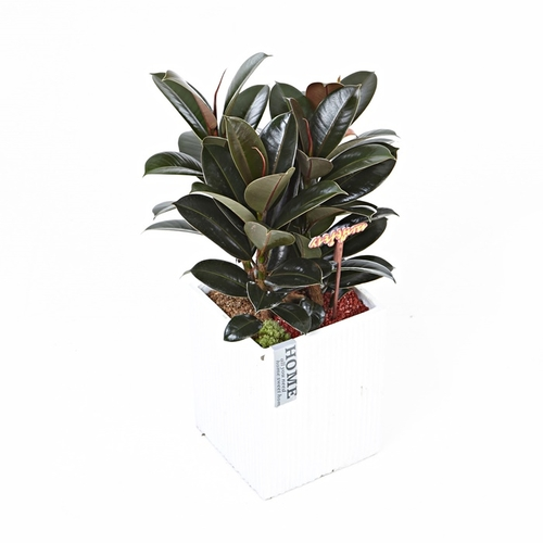 멜라닌고무나무(시멘)