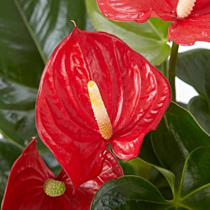 안스리움(미니)