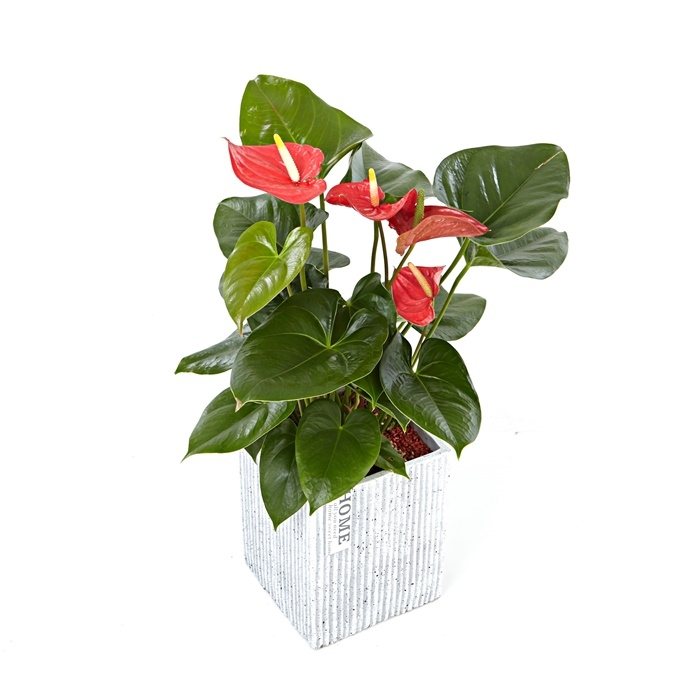 안스리움(미니)