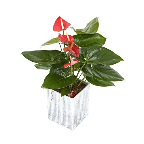 안스리움(미니)