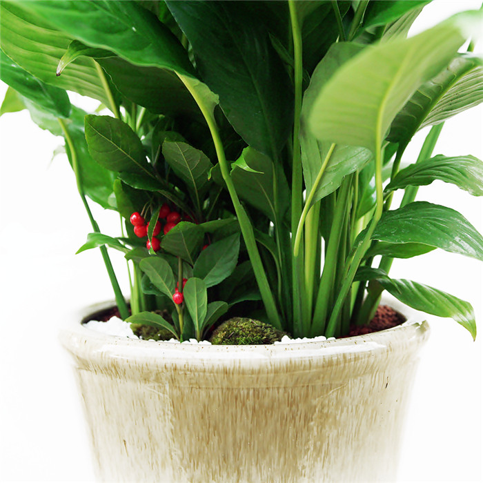 스파트필름 B형