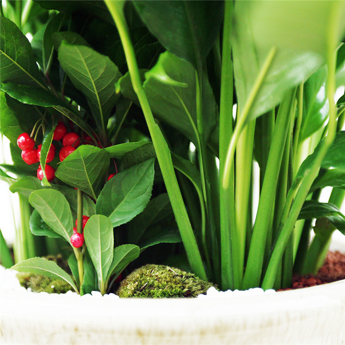 스파트필름 B형