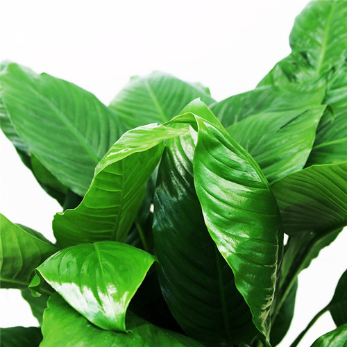 스파트필름 B형