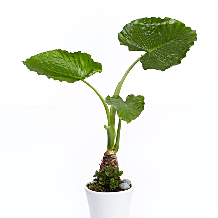 알로카시아 (여름상품)