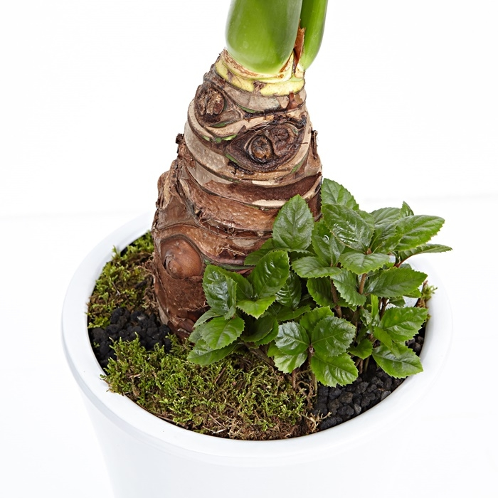 알로카시아 (여름상품)