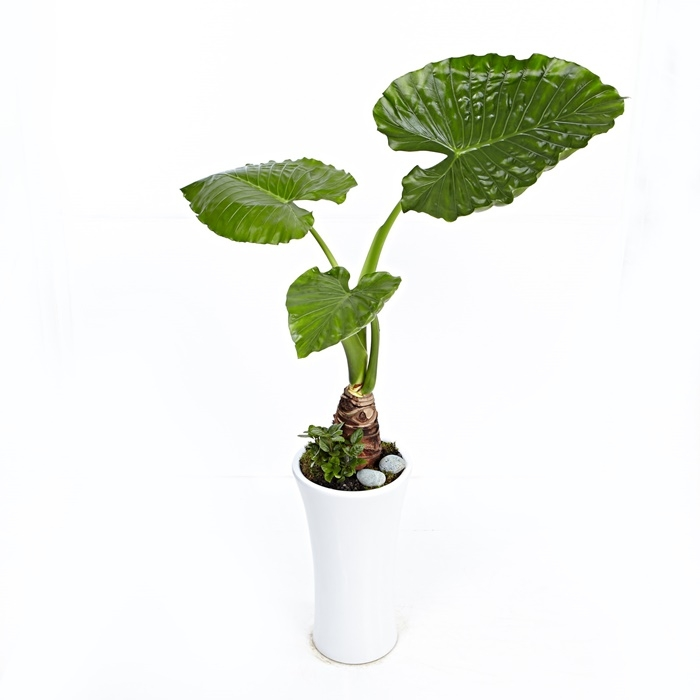 알로카시아 (여름상품)