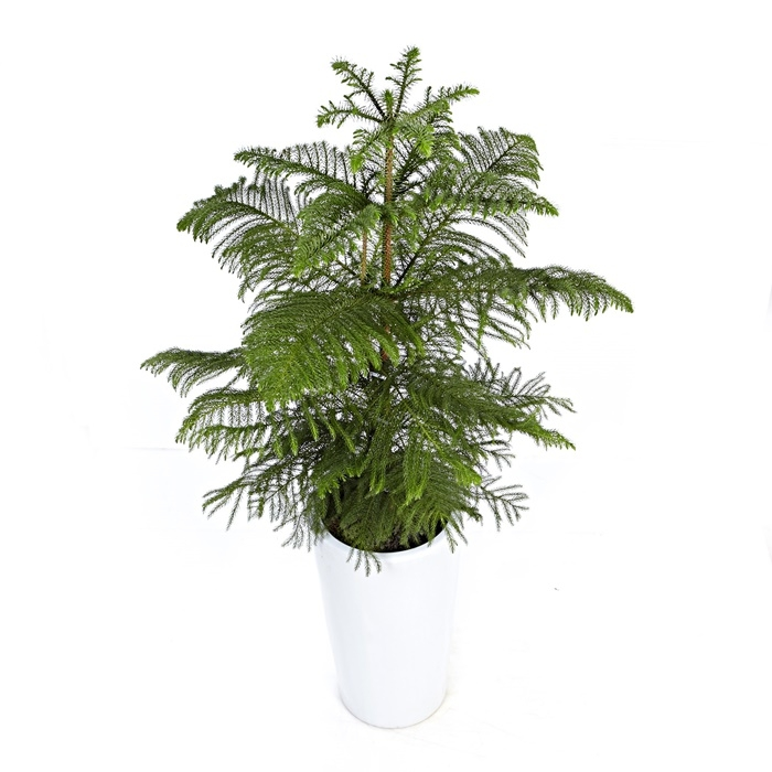 아라우카리아 B형