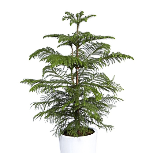 아라우카리아 B형