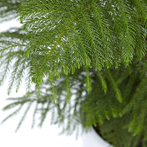 아라우카리아 B형