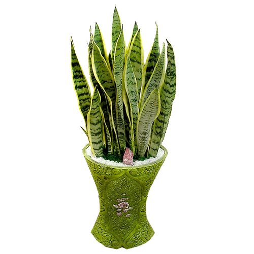 산세베리아 B형