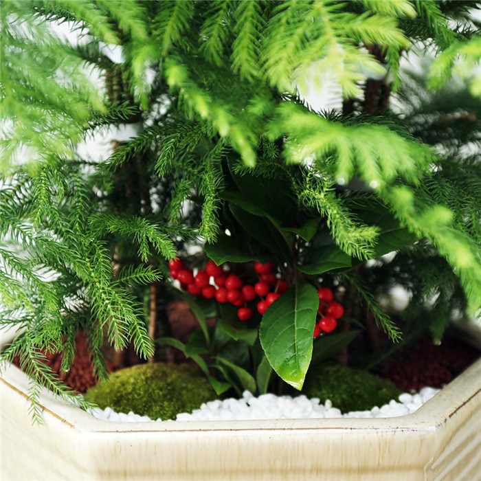 아라우카리아 C형