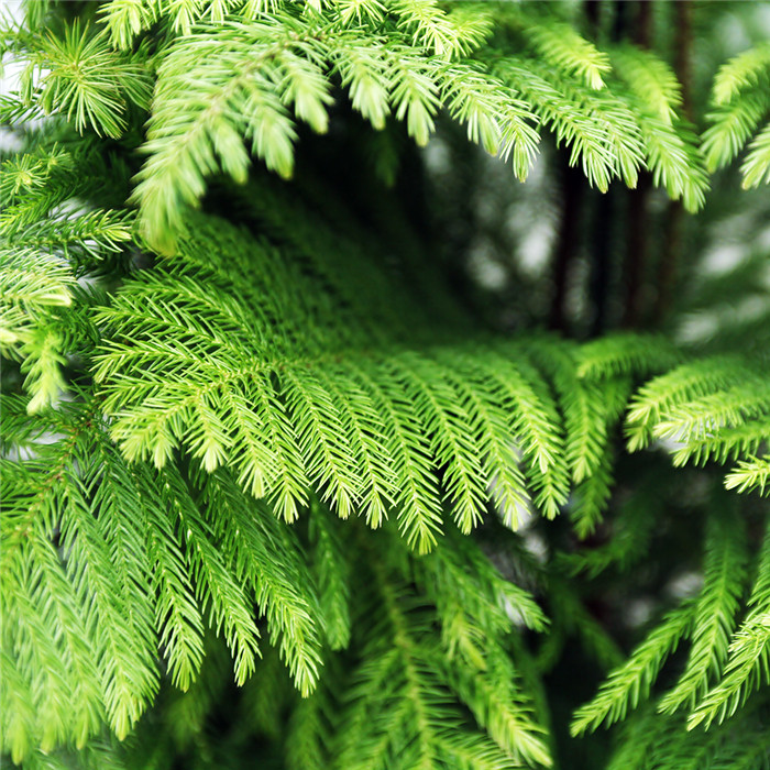 아라우카리아 C형