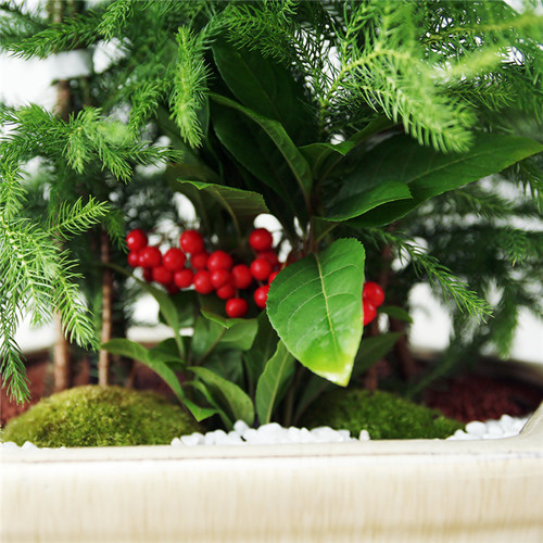 아라우카리아 C형