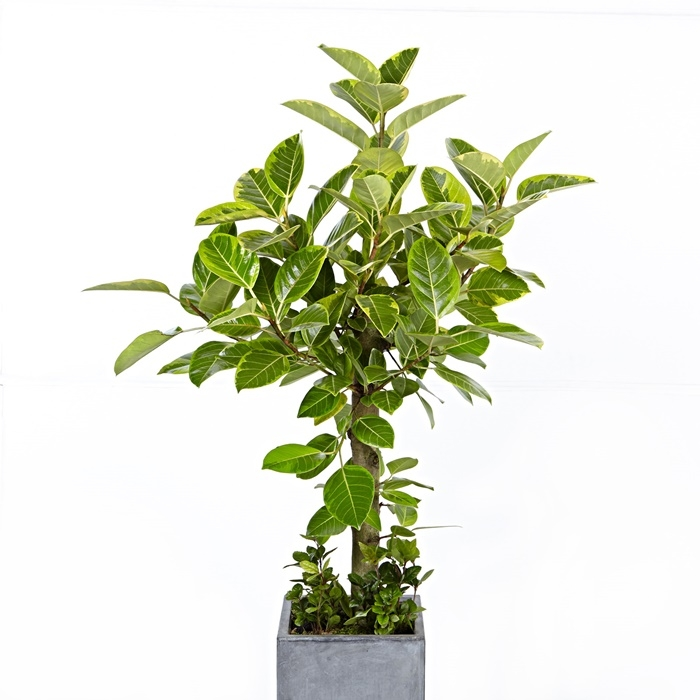 뱅갈고무나무 A형