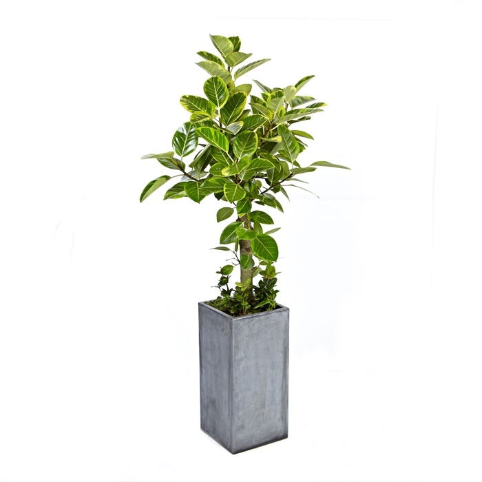 뱅갈고무나무 A형