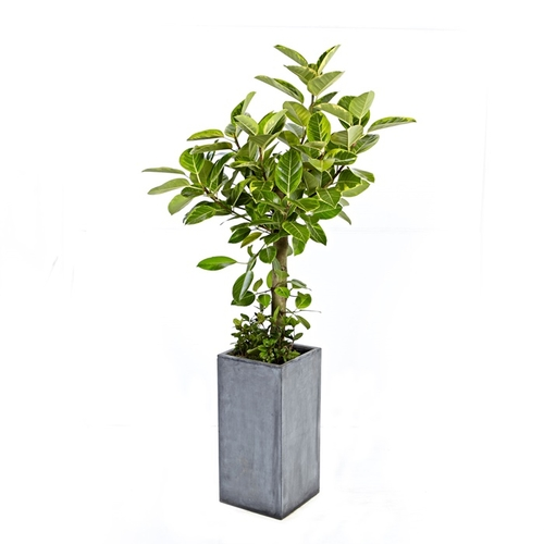 뱅갈고무나무 A형