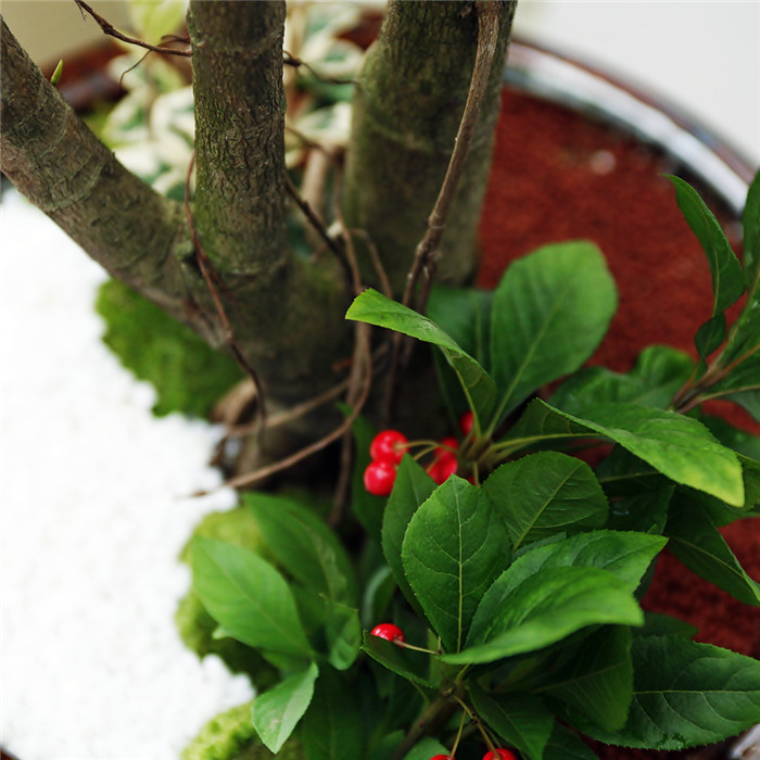 뱅갈고무나무 B형