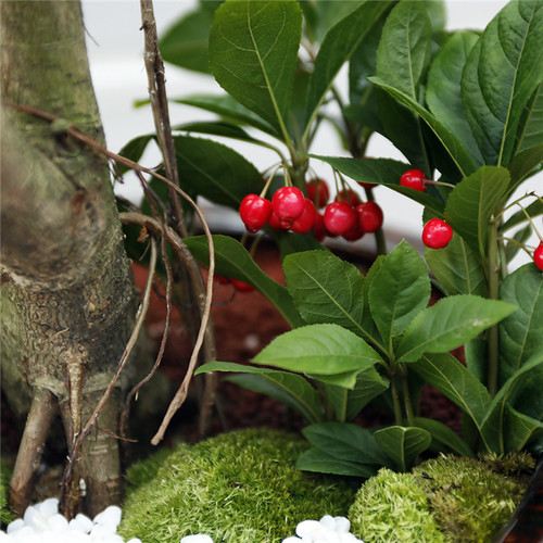 뱅갈고무나무 B형