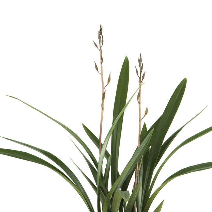 산천보세 2호 (겨울상품)