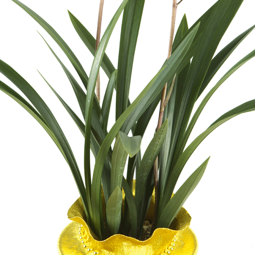 산천보세 2호 (겨울상품)