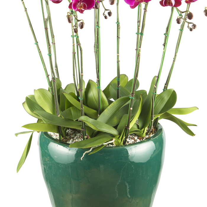 호접란(진핑크)