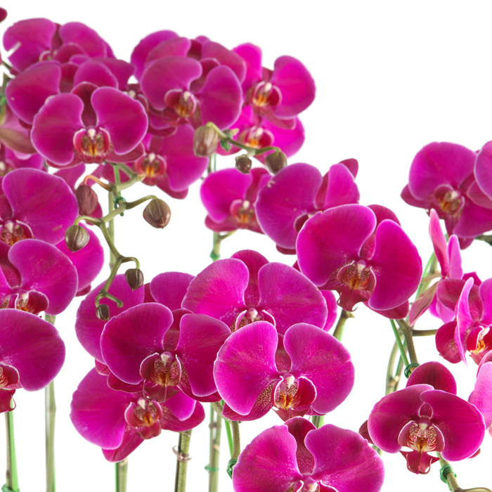 호접란(진핑크)