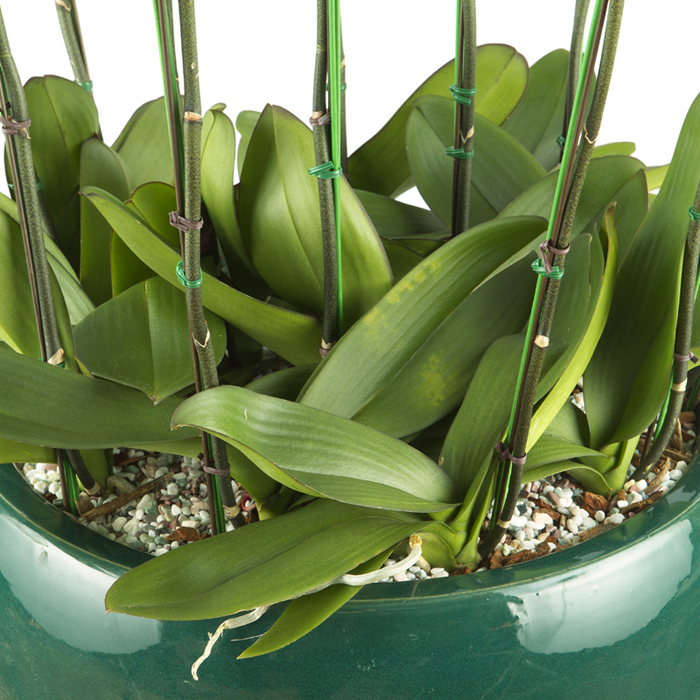 호접란(진핑크)