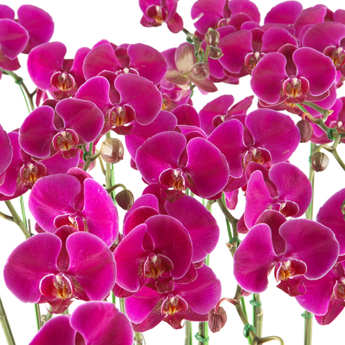 호접란(진핑크)