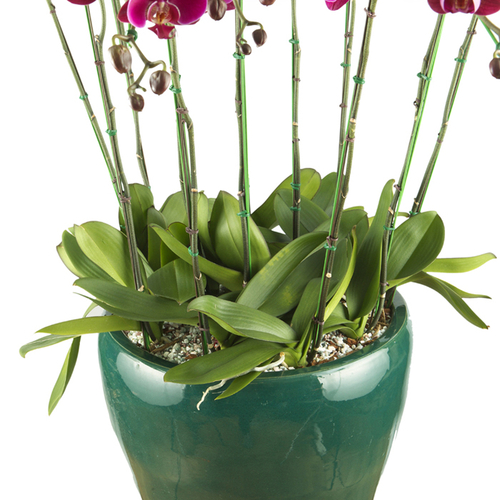 호접란(진핑크)