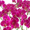 호접란(진핑크)