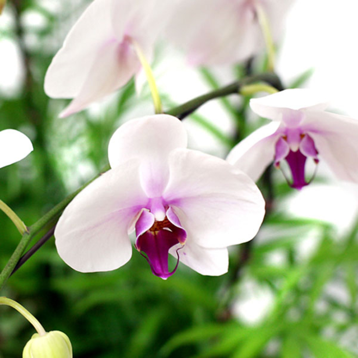 호접란(화이트)