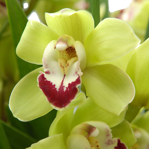 심비디움(그린)