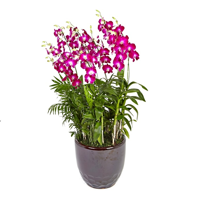 덴파레(핫핑크)