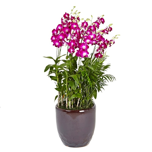 덴파레(핫핑크)